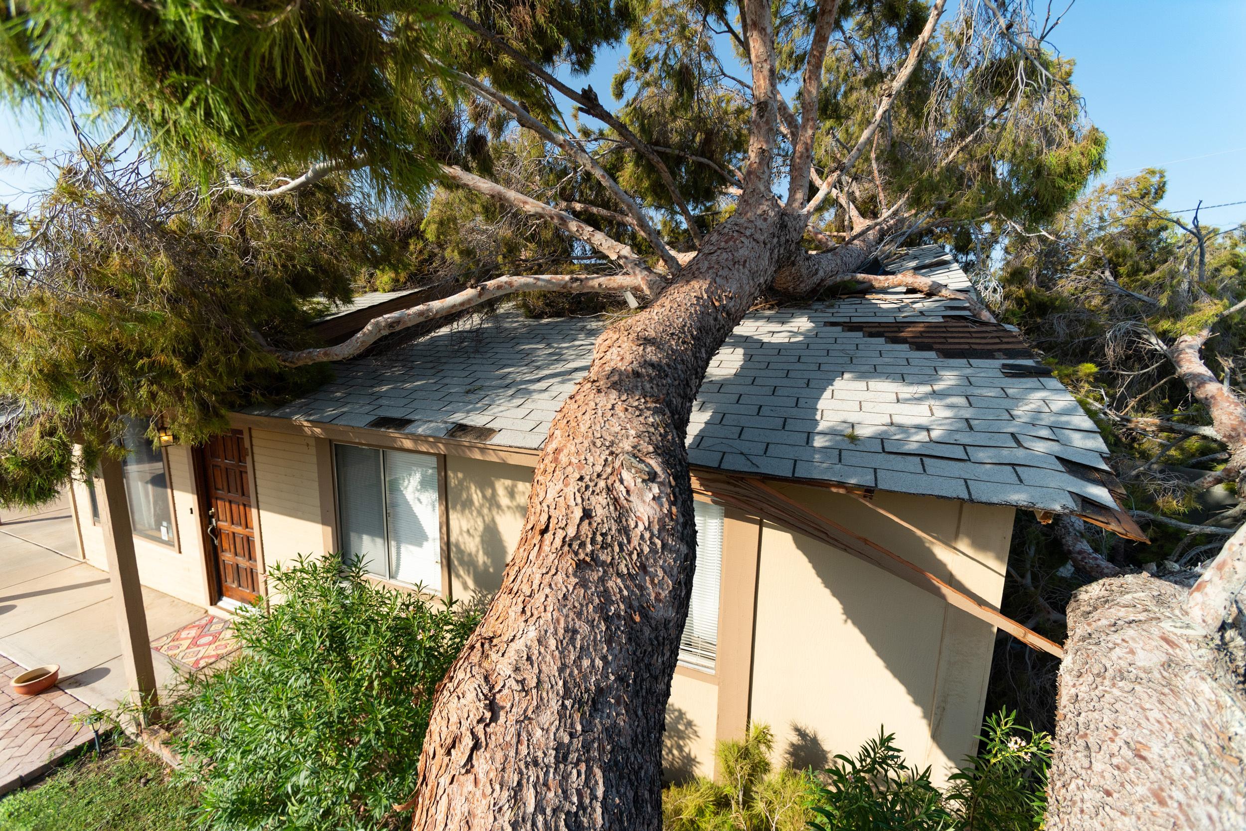 Fallen Tree & Structural Damage